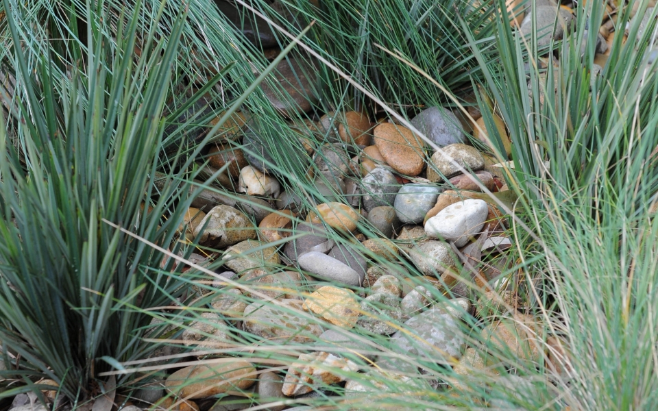 Dry creek bed lizard habitat – dlr photography