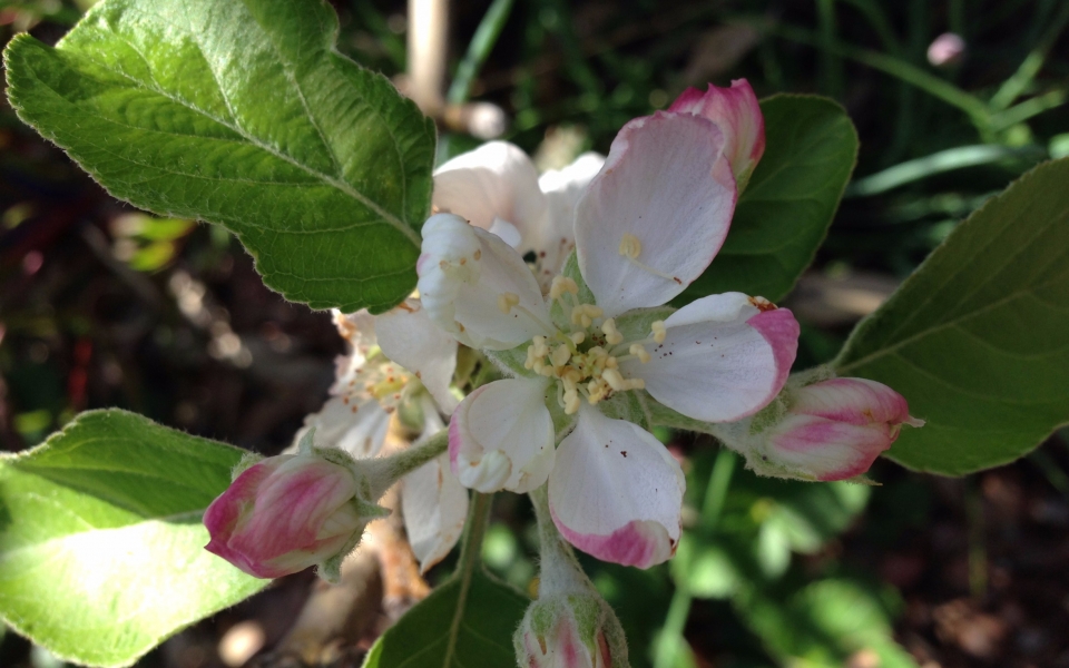 Apple Blossom Love
