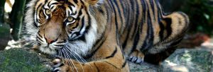 Sumatran Tiger_hdr
